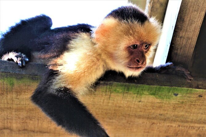 roatan-excursion-horseback-riding-zip-line-sloths-hangout-snorkel-adven