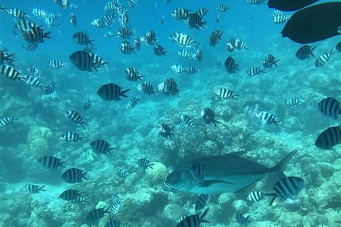 roatan-glass-bottom-boat-tour-with-wildlife-chocolate-tasting
