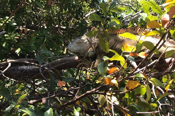 roatan-iguana-park-and-monkey-sloth-park-sanctuary-and-beach-stop
