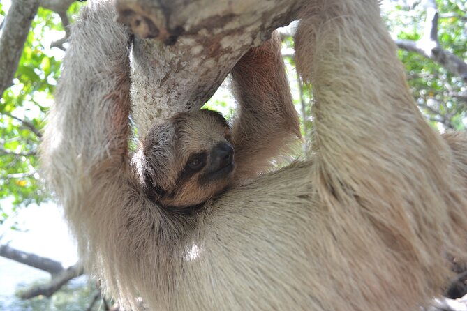 roatan-iguana-park-and-monkey-sloth-park-sanctuary-and-beach-stop