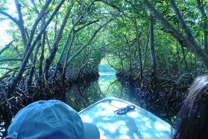roatan-mangrove-tunnels-adventure