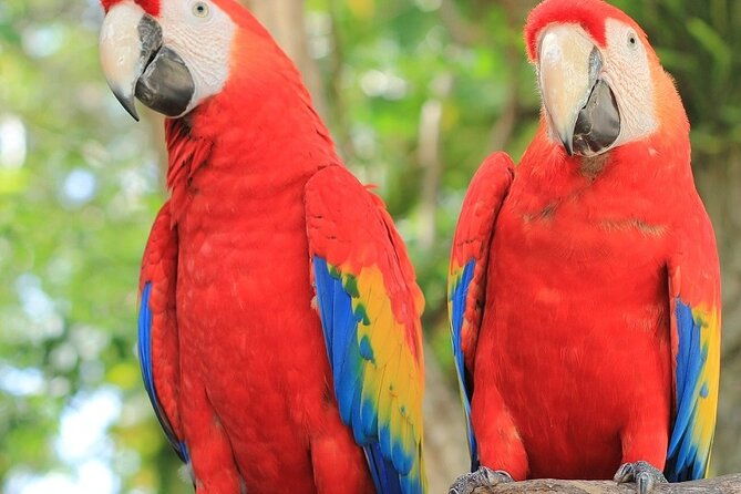 roatan-mayan-jungle-vip-tour
