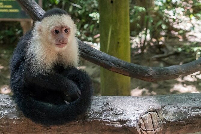 roatan-mayan-jungle-vip-tour
