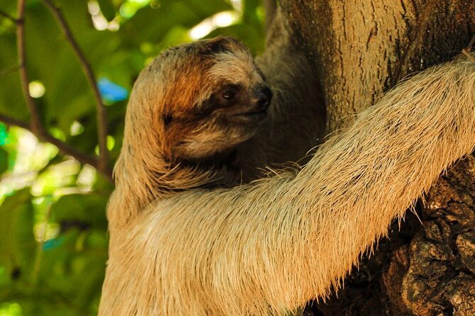 roatan-monkeys-and-sloths-chocolate-rum-tasting-and-beach-time