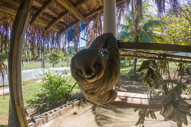 roatan-monkeys-and-sloths-chocolate-rum-tasting-and-beach-time