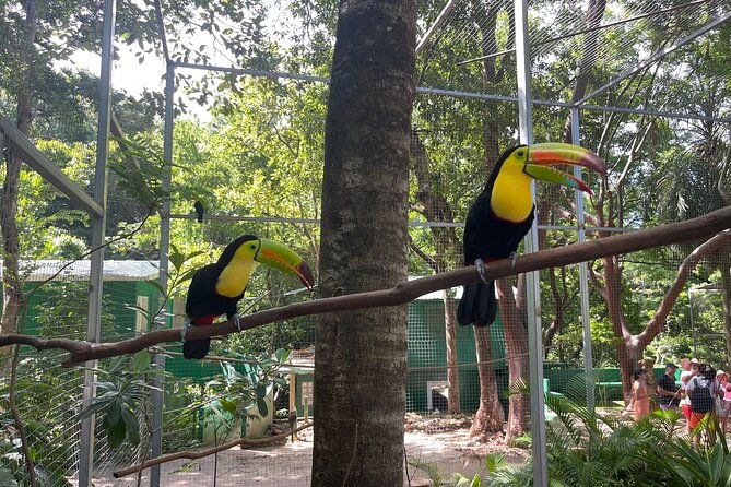 roatan-monkeys-and-sloths-chocolate-rum-tasting-and-beach-time