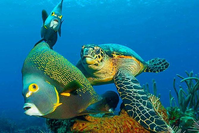 roatan-reactive-refresher-dive-course