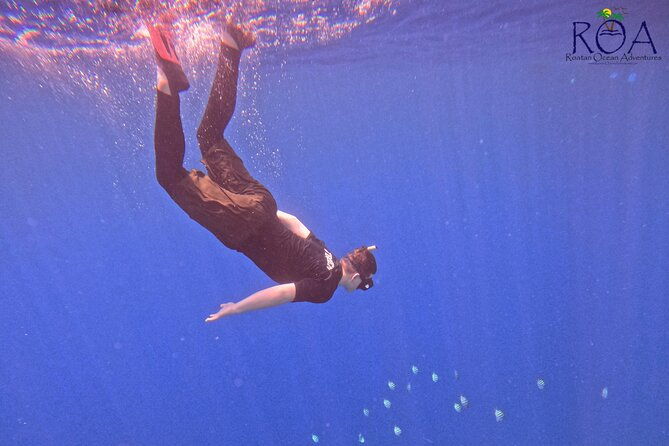 roatan-reef-snorkel-adventure