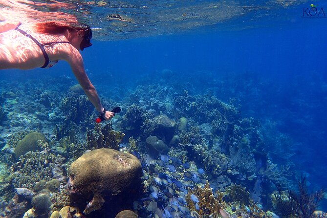 roatan-reef-snorkel-adventure