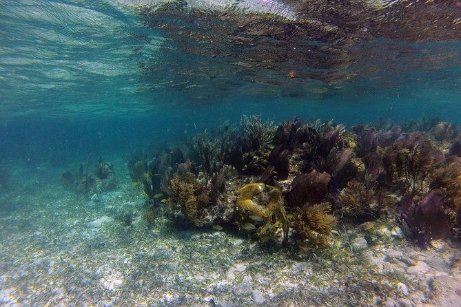 roatan-shore-excursion-the-all-in-one-roatan-adventure