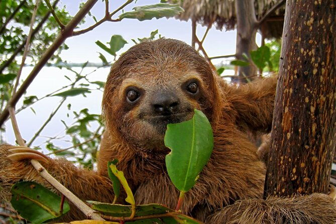 roatan-sloths-monkeys-chocolate-factory-plus-beach-break