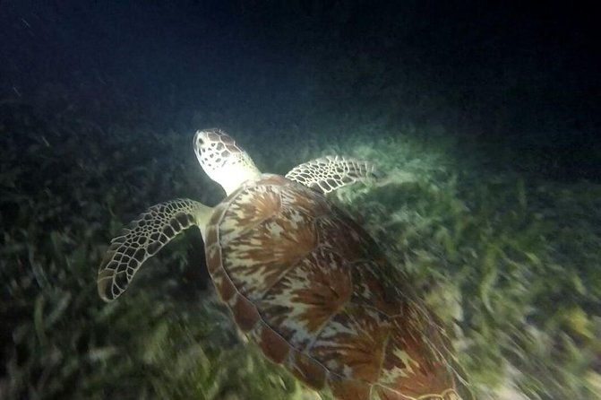 roatan-snorkeling-and-city-tour