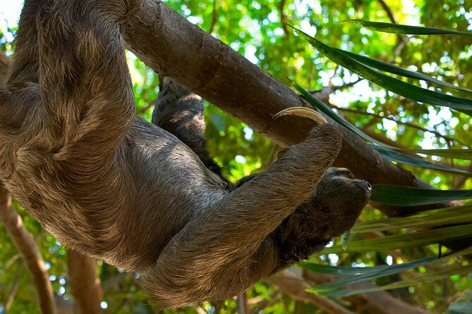 roatan-tour-with-sloth-monkeys-chocolate-and-rum-factory