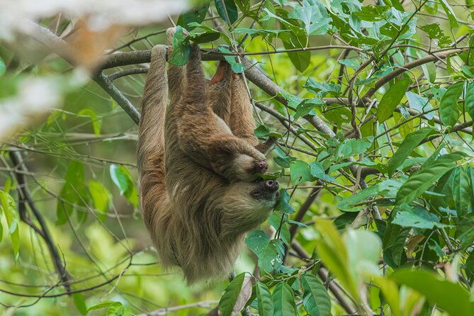 roatan-tour-with-sloth-monkeys-chocolate-and-rum-factory