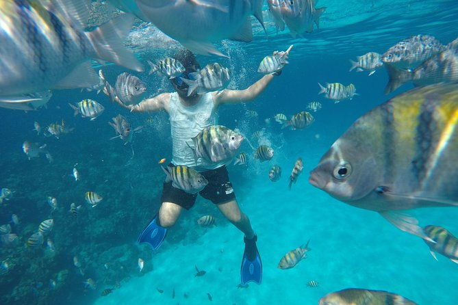 roatan-zipline-sloths-snorkeling-city-tour-chocolate-rum
