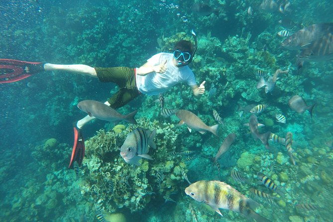 roatan-zipline-sloths-snorkeling-city-tour-chocolate-rum