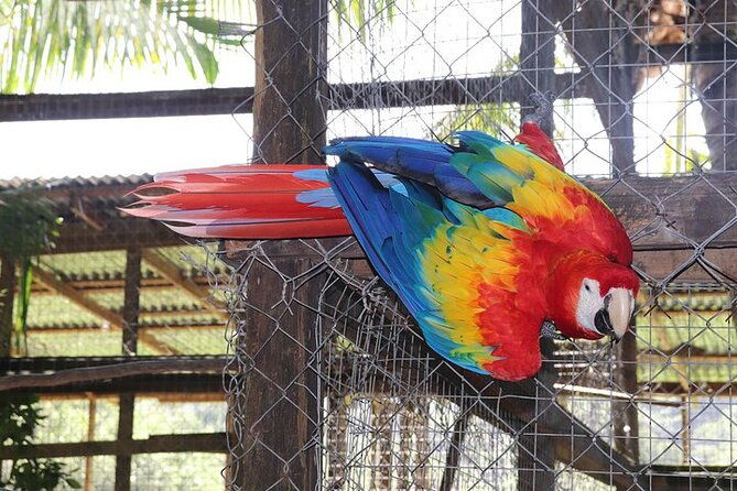 roatans-original-zip-n-dip-zipline-sloths-west-bay-beach