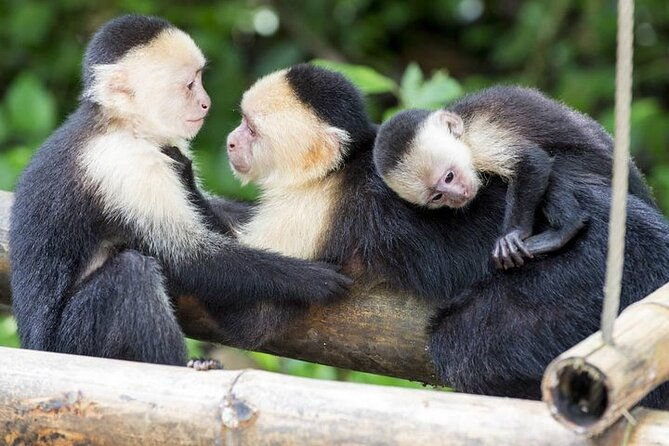 roatans-original-zip-n-dip-zipline-sloths-west-bay-beach