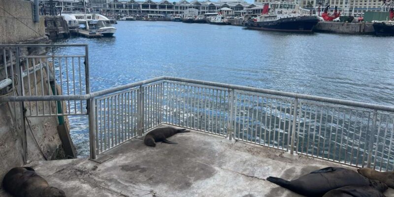 Robben Island and Table Mountain full-day tour in Cape Town - Who Is This Tour Best For?