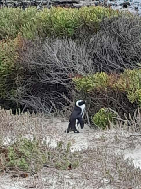 Robben Island, Penguins & Cape of Good Hope Adventure - Practical Details & Tips for the Tour