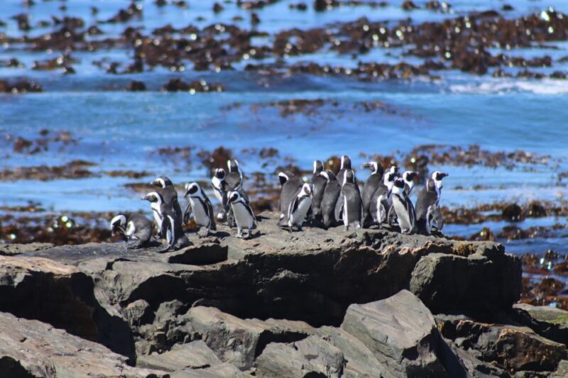 Robben Island, Table Mountain & Kirstenbosch, From Cape Town - What You Can Expect from This Tour