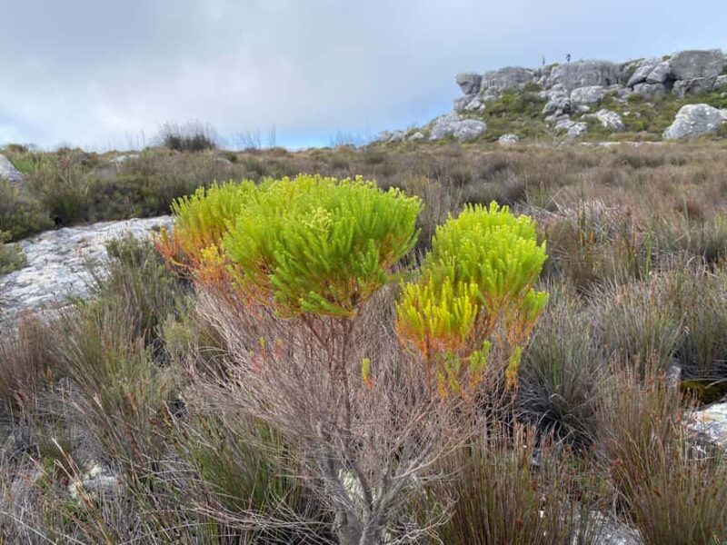 Robben Island Tour & Table Mountain guided Tour - The Sum Up