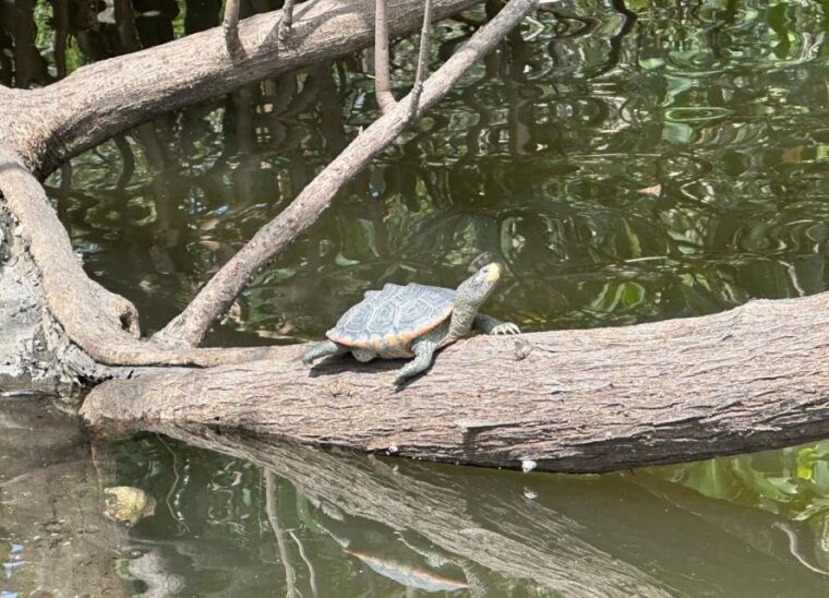 robinson-preserve-mangrove-tour