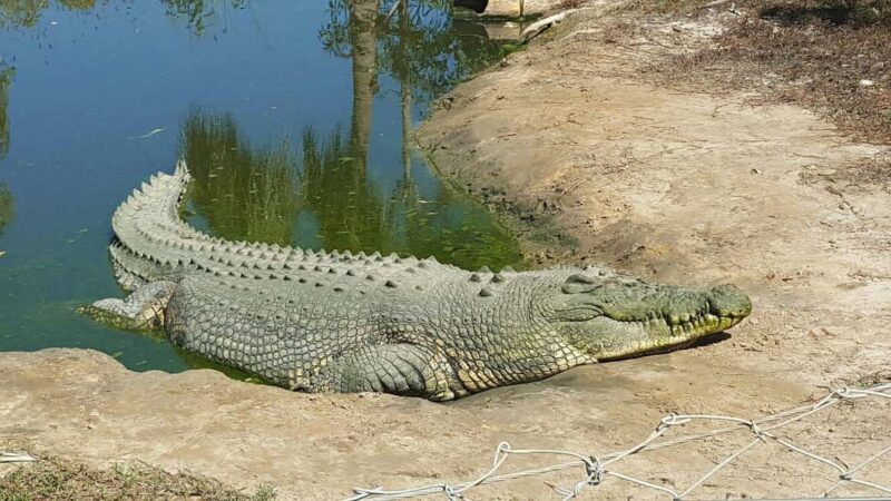 Rockhampton: Koorana Crocodile Farm Guided Tour - The Experience in Detail