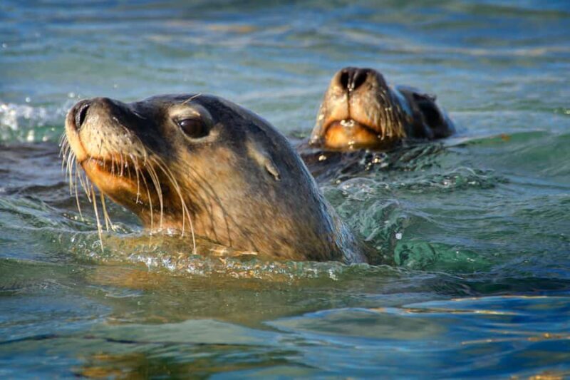 Rockingham: 3 Island Wildlife Snorkeling Cruise with Lunch - Why Choose This Tour?
