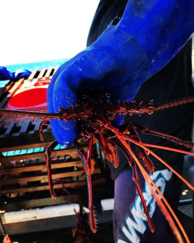 Rockingham: Lobster Catch and Keep Tour with Refreshments - Key Points