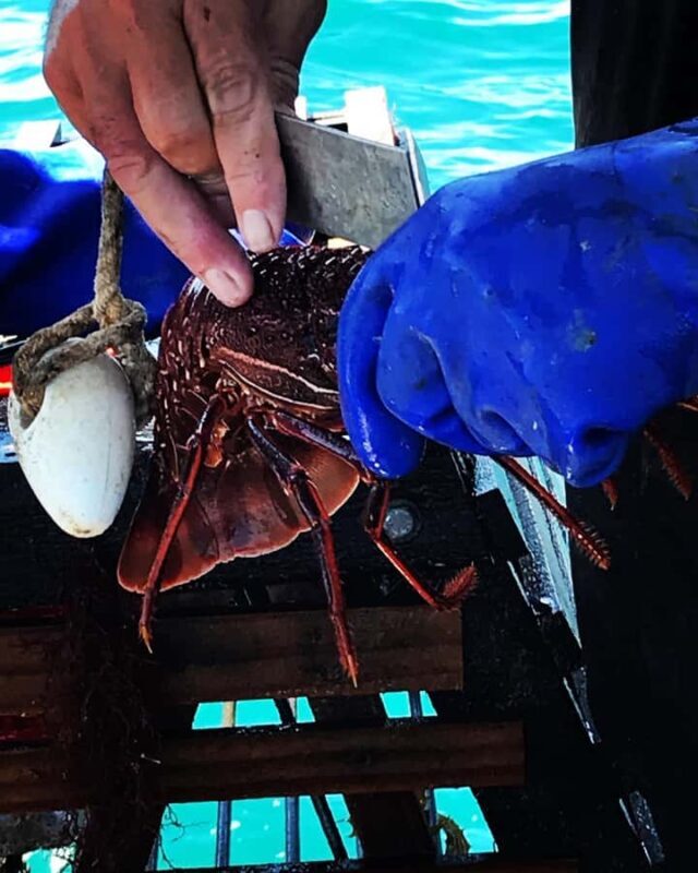 Rockingham: Lobster Catch and Keep Tour with Refreshments - FAQ