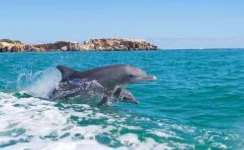 Rockingham: Shoalwater Islands Tour and Penguin Island - Exploring the Shoalwater Islands Marine Park