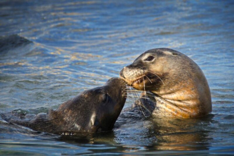Rockingham: Shoalwater Islands Tour and Penguin Island - Practical Details and Tips