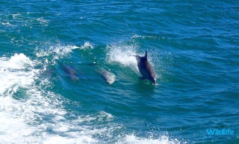 Rockingham: Shoalwater Islands Tour and Penguin Island - FAQs