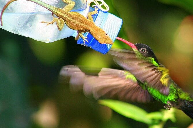 rockland-bird-sanctuary-plus-montego-bay-highlights-shopping-private-tour