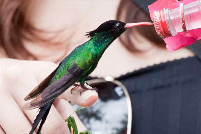 rockland-bird-sanctuary-plus-montego-bay-highlights-shopping-private-tour