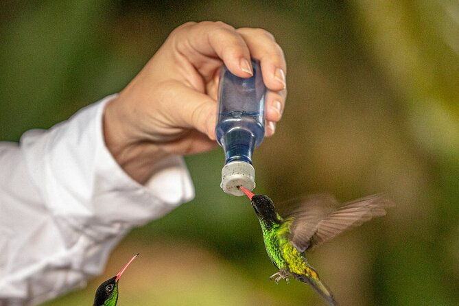 rockland-bird-sanctuary-plus-montego-bay-highlights-shopping-private-tour