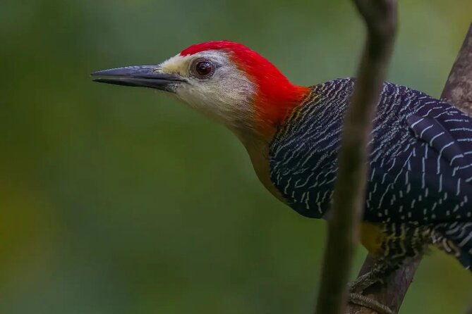 rocklands-bird-sanctuary-and-montego-bay-highlights