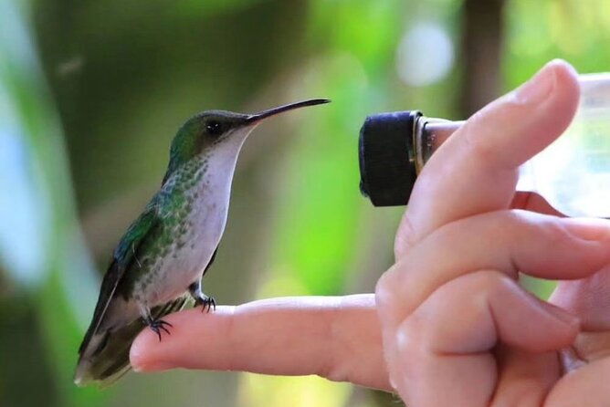 rocklands-bird-sanctuary-and-montego-bay-highlights
