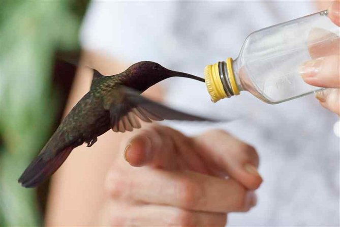 rocklands-bird-sanctuary-and-montego-bay-highlights-tour-from-falmouth