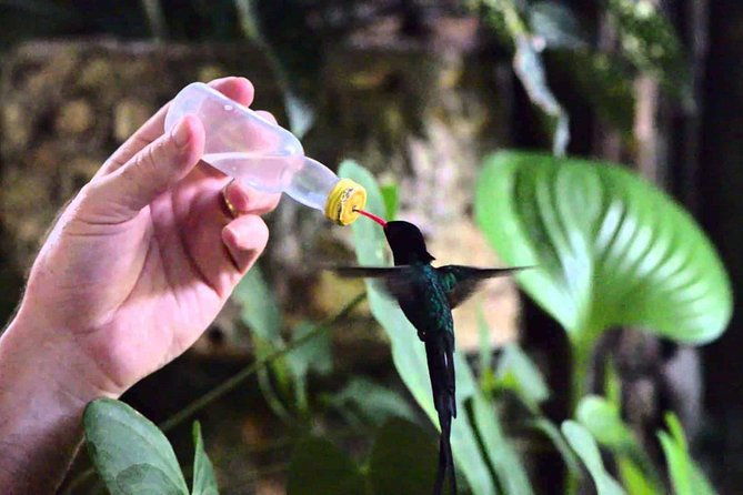 rocklands-bird-sanctuary-and-montego-bay-highlights-tour-from-falmouth
