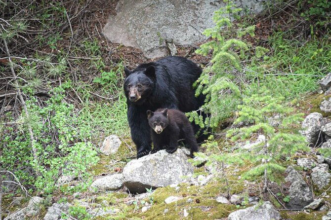 rocky-mountain-national-park-6-hr-private-wildlife-driving-tour-2