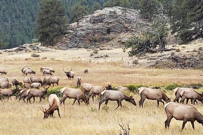 Rocky Mountain National Park and Estes Park Tour from Denver Winter and Spring - An In-Depth Look at the Tour Experience