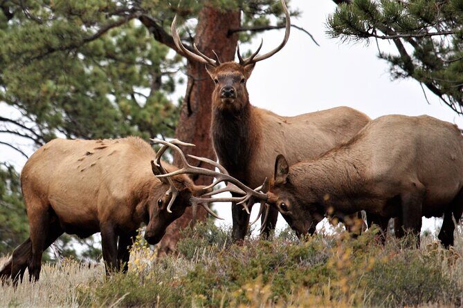 Rocky Mountain National Park - Private Sightseeing Tour - The Sum Up: Is This Tour Right for You?