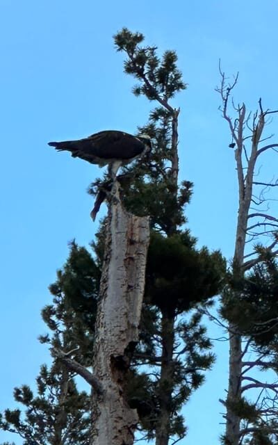 Rocky Mountain National Park: The Bear Lake Corridor - Key Points