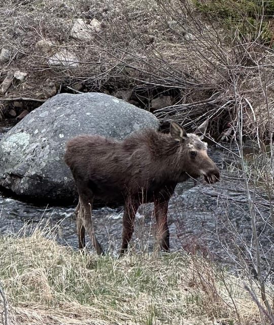 Rocky Mountain National Park: The Bear Lake Corridor - Detailed Experience Analysis