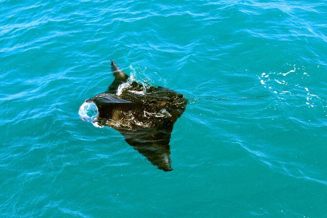 Roebuck Bay Sunset & Snubfin Dolphin Cruise - Practical Details and Value