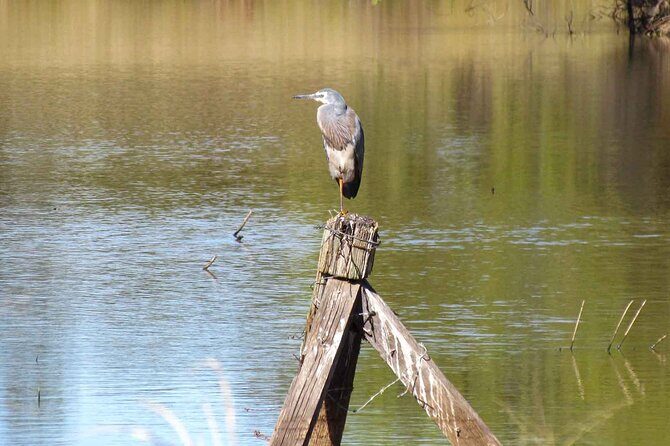 Roma: 1-Hour Guided Nature Trail Walk - What to Expect from the Guided Nature Walk in Roma