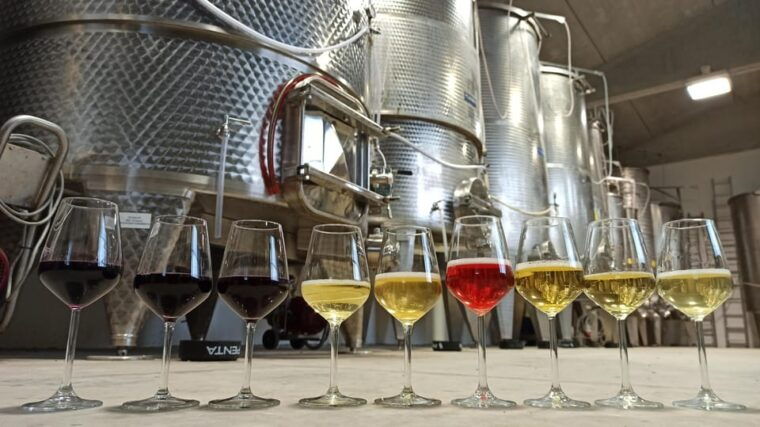 romagna-wine-tour-with-the-winemaker