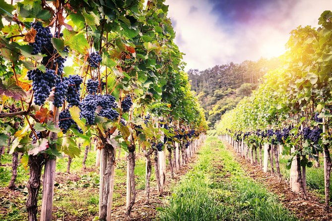 romanian-wine-tasting-2